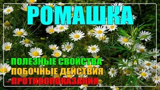 Ромашка польза и вред для здоровья / Ромашка полезные свойства и противопоказания