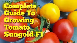 Complete Guide: Growing Sungold F1 Tomato; From Seed To Plate | The Movie