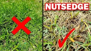 3 Weed Control Options for a Nightmare Weed