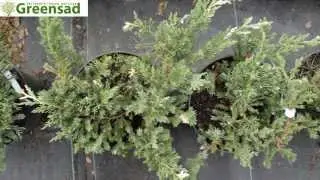 Можжевельник китайский "Expansa Variegata" - видео-обзор от Greensad