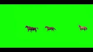 Horses moving green screen, horses running green screen,Stock Footage   Horse