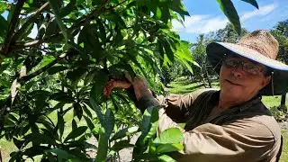 Canistel crop management | Monsoon arrives | Cassowary & chick visit the farm