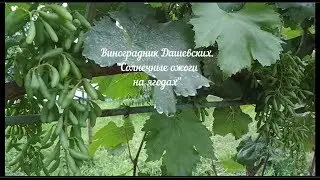 Это не болезнь - это Солнечный ожог на ягодах  .