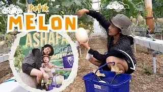 Wisata Petik Melon Hidroponik (Blora 2024)