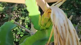 Dragon Fruit - How to Identify which Flowers have set Fruit after hand Pollinating