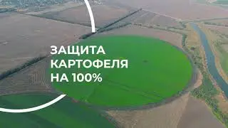 О системе защиты и питания картофеля в Краснодарском крае