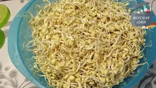 Как прорастить маш в домашних условиях/How to germinate mung bean at home.