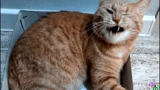 - Эй, кто дал коту коробку? - возмутилась я. Скизи же вцепился в коробку всеми лапами