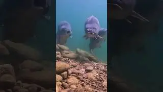 which one is the biggest? 