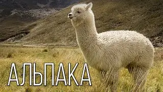 Альпака: Милый верблюд из Южной Америки | Интересные факты про альпака