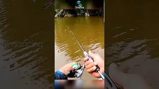 Tepat Sasaran 🎣 casting kakap MJ di akar bakau #fishing #mancing #simancing #iroly