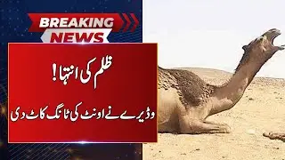 BREAKING NEWS | Landlord Chops Off Camel’s Leg | Neo News | J191W