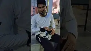 My cute Billi Chiku🐱 #youtubeshorts #trending #ytshorts #motivation #shorts #viralshorts #maa