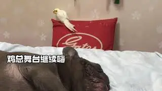 狗和鸡 Dog and the Cockatiel