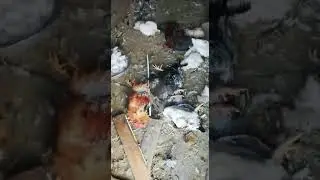 Кота камышового завалили за то что кур душил