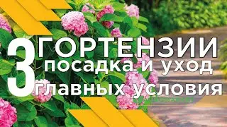 ГОРТЕНЗИИ посадка и уход. 3 ГЛАВНЫХ УСЛОВИЯ пышного цветения от АГРОМАРКЕТ