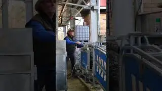 Drenching and Weighing Merinos!