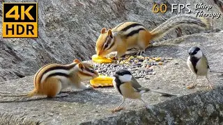 Nature Serenade: Birdsong Videos with Chipmunks & Squirrels, Birds for Cats to Watch 😻 8 Hours 4K