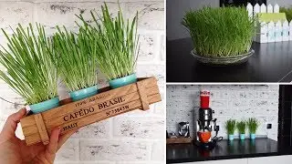 DIY ideas: Как посадить траву. Выращиваем газон