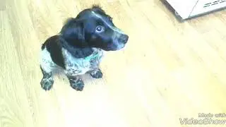 Русский спаниель, команды