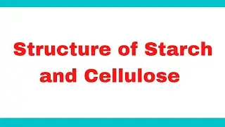 Structure of Starch and Cellulose | Structure of amylose and amylopectin