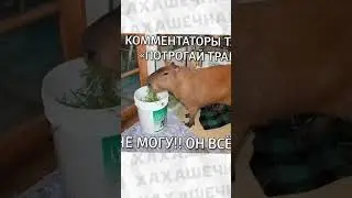 Мемы есть мемы #приколы #мемы #мем  #юмор #лютыеприколы