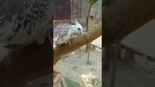 My lovely cockatiel