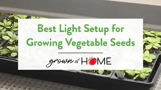 Best Grow Light Setup for Starting Vegetable Seeds | Indoor Seed-Starting Tips #growlights