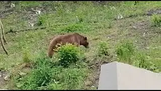 медведи пришли в гости