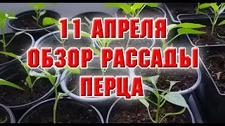 11 апреля.  Обзор рассады перца на подоконнике