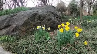 Spring Central Park NYC 2021