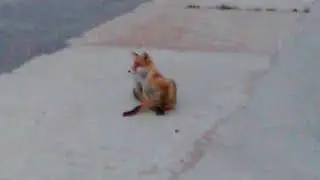 Лиса в Кимрах