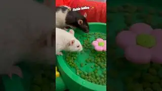 Pet Rats Go Pea Fishing 🫛🐁