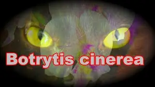 Orchids are killed by the fungus Botrytis! This is scary!!! How to treat? Continuation of a story...