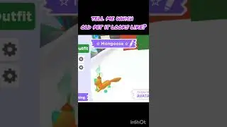 Mongoose Pet in Adopt Me Roblox #jemimawillowplayz #adoptme #game