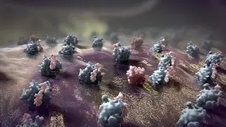 Apoptosis Animation