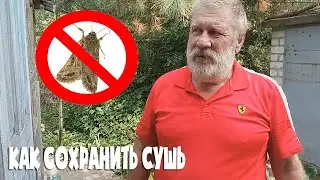 Лучший способ сохранить суш зимой  Пасека 2021