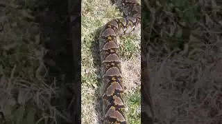 huge reticulated python