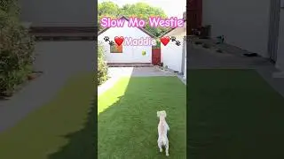 SLOW MO WESTIE | My West Highland White Terrier Maddie 🐾❤️ #westie #westhighlandwhiteterrier #dog