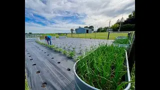 2024 Full Vegetable Garden Tour #2 - Zone 4B