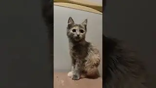 Мятка. Выкинули котенка на верную смерть 