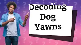 Why do dogs yawn?