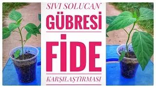 Sıvı Solucan Gübresinin Etkisi Ne Kadar? Fide Çalışması.