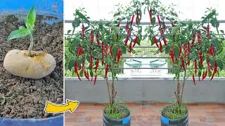 Propagating Chili is simple with just Potato, takes root quickly, gives many fruits