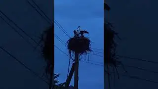 Ужин гнездовых 