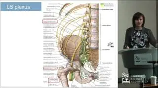 Surgeon Beware! Peripheral Conditions Masquerading as Radiculopathy - Michele L  Arnold, MD, FAAPMR,