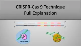 CRISPR CAS9 Gene Editing Technique, The Full principle (Part 2)