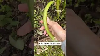 It worked! #shorts #harvest #beans #favabeans