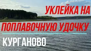 Уклейка на поплавочную удочку. Курганово.
