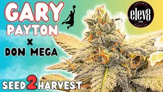 GARY PAYTON x DON MEGA 🔥 Seed to Harvest Documentary in 4K